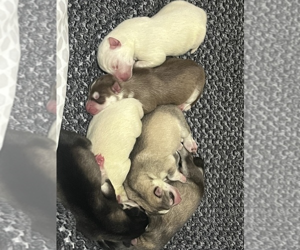 Medium Photo #1  Breeder Profile in MULLINS, SC, USA