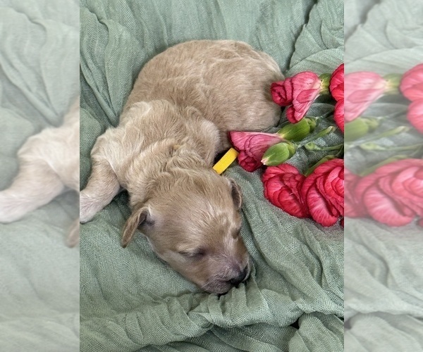 Medium Photo #8  Breeder Profile in VANCOUVER, WA, USA