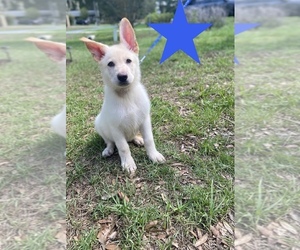 German Shepherd Dog Dog Breeder near ALACHUA, FL, USA