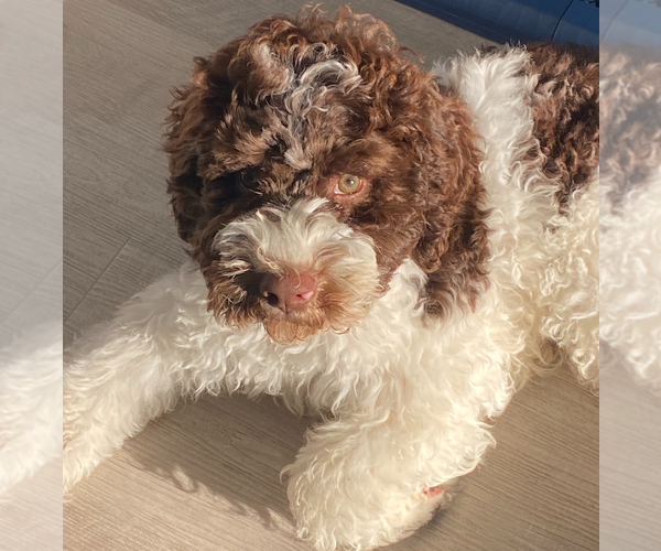 Medium Photo #6  Breeder Profile in LYNDEN, WA, USA