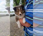Small breeder photo