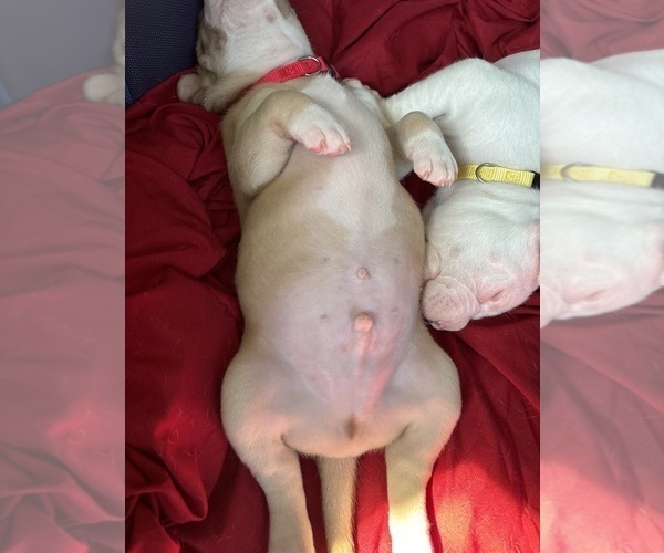 Medium Photo #12  Breeder Profile in NORFOLK, VA, USA
