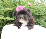 Small #44 Breeder Profile image