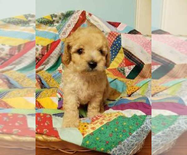Medium Photo #1  Breeder Profile in MORRIS, AL, USA