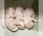 Small #4 Breeder Profile image
