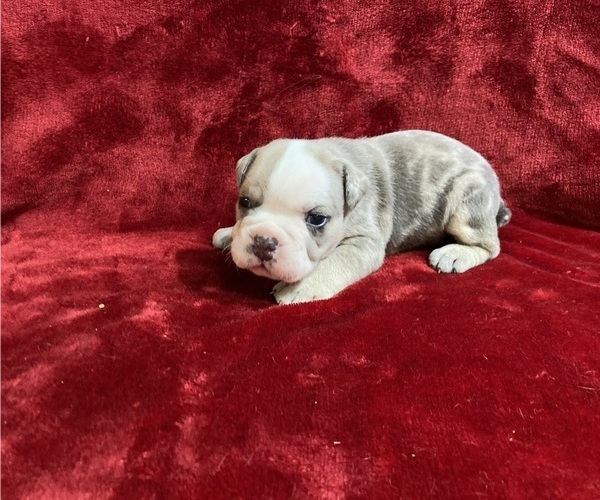 Medium Photo #28  Breeder Profile in CHETEK, WI, USA