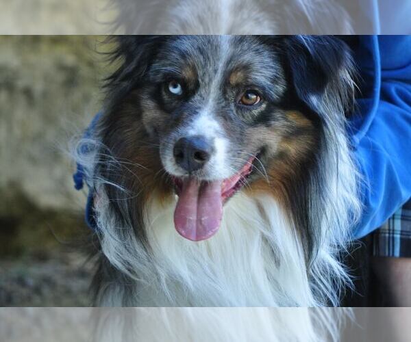 Medium Photo #8  Breeder Profile in ROSEBURG, OR, USA