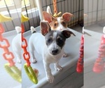 Small #37 Breeder Profile image