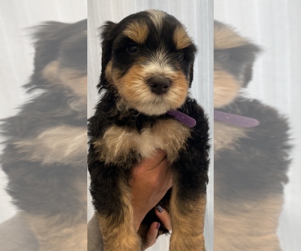 Medium Photo #1  Breeder Profile in PLEASANT HILL, CA, USA
