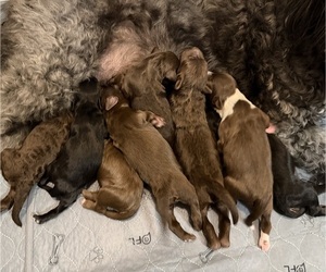 Labradoodle Dog Breeder near HUGER, SC, USA