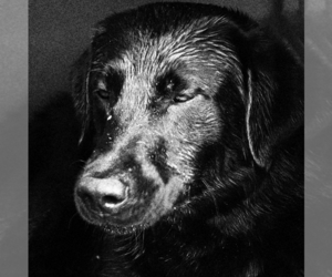 Medium Breeder Profile Photo