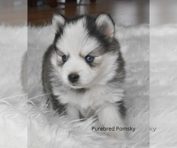 Medium Photo #14  Breeder Profile in KANSAS CITY, MO, USA