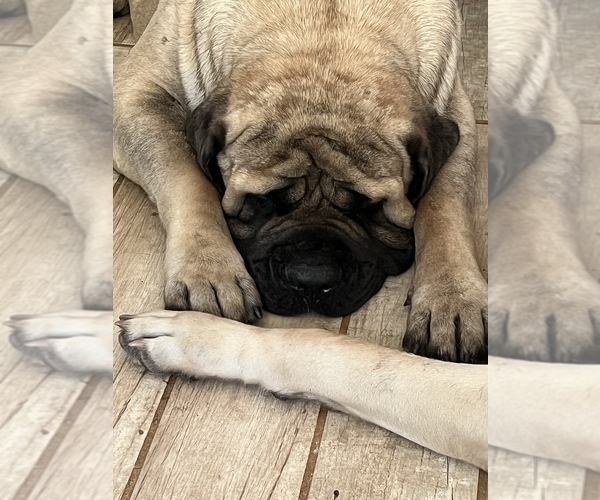 Medium Photo #4  Breeder Profile in WOODSTOCK, GA, USA