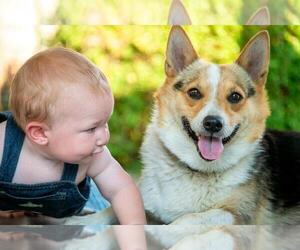 Pembroke Welsh Corgi Dog Breeder near LIBERTY, KY, USA