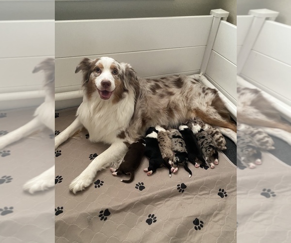 Medium Photo #1  Breeder Profile in FORT SMITH, AR, USA