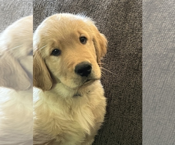 Medium Photo #5  Breeder Profile in SUWANEE, GA, USA