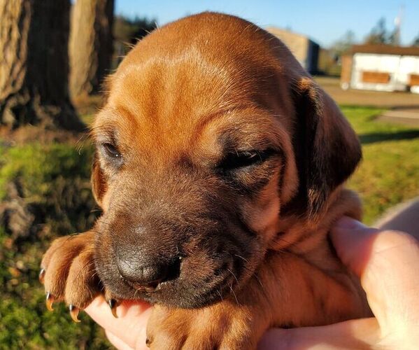 Medium Photo #1  Breeder Profile in ROY, WA, USA