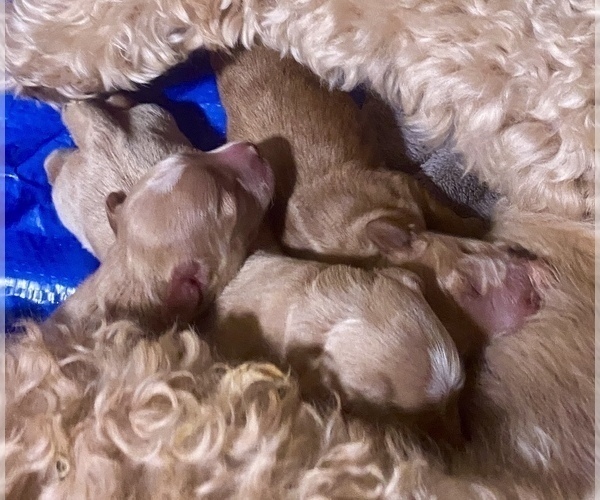 Medium Photo #1  Breeder Profile in SURPRISE, AZ, USA