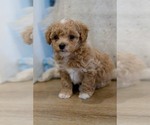 Small #16 Breeder Profile image