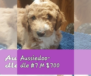 Aussiedoodle-Goldendoodle Mix Dog Breeder near AIRWAY HEIGHTS, WA, USA