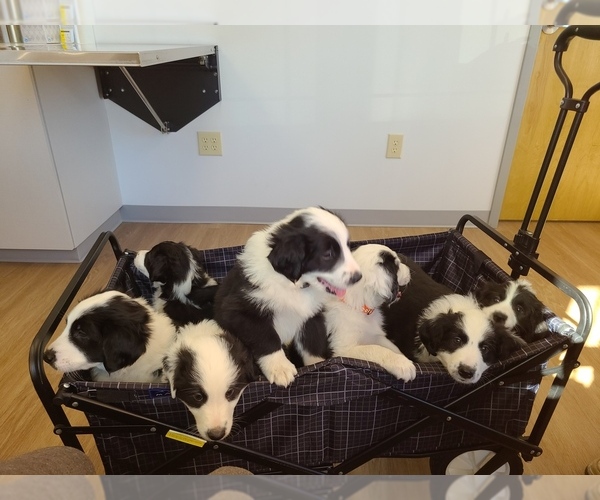 Medium Photo #1  Breeder Profile in NEW CASTLE, IN, USA