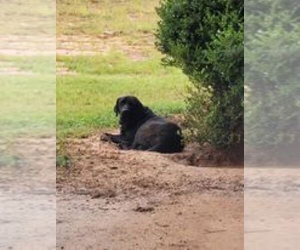 Medium Photo #1  Breeder Profile in ARITON, AL, USA