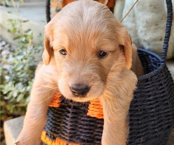 Medium Photo #14  Breeder Profile in WACO, TX, USA