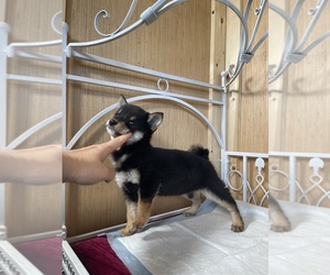Shiba Inu Dog Breeder in LAS VEGAS,  USA
