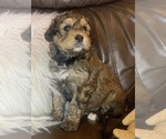 Small #9 Breeder Profile image