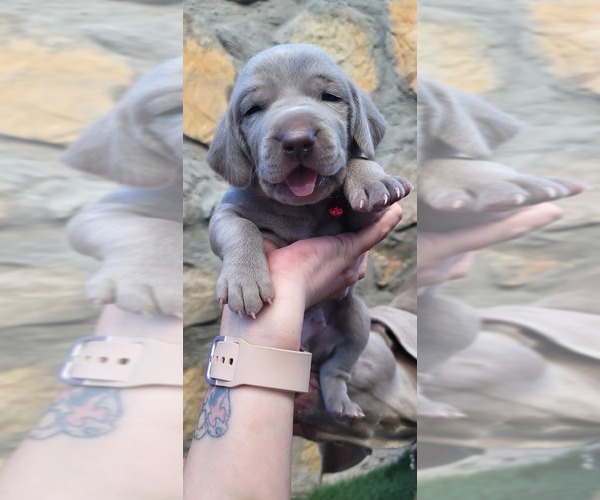 Medium Photo #1  Breeder Profile in EL PASO, TX, USA
