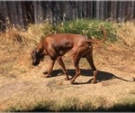 Small #66 Breeder Profile image