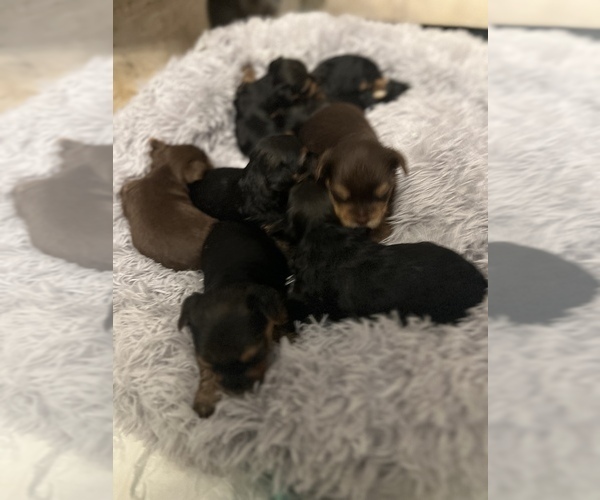 Medium Photo #3  Breeder Profile in MACON, GA, USA