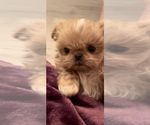 Small #12 Breeder Profile image