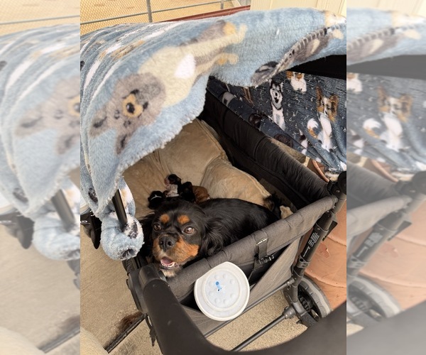 Medium Photo #20  Breeder Profile in WAXAHACHIE, TX, USA