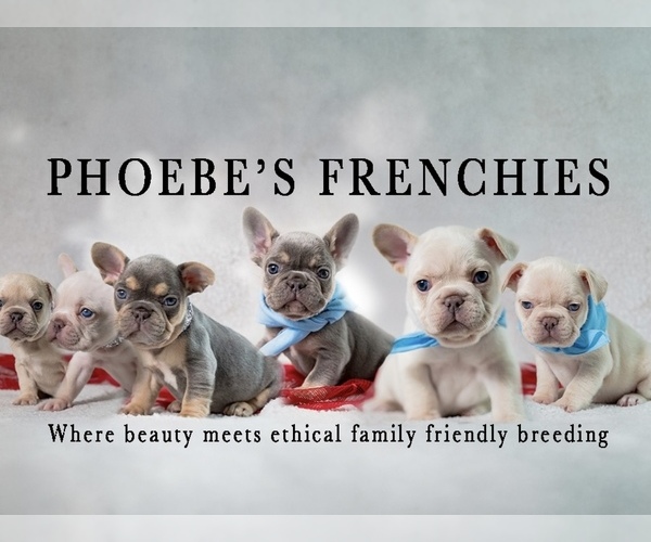 Medium Photo #1  Breeder Profile in SPRINGFIELD, MO, USA