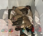 Small #2 Breeder Profile image