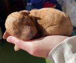 Small #1 Breeder Profile image