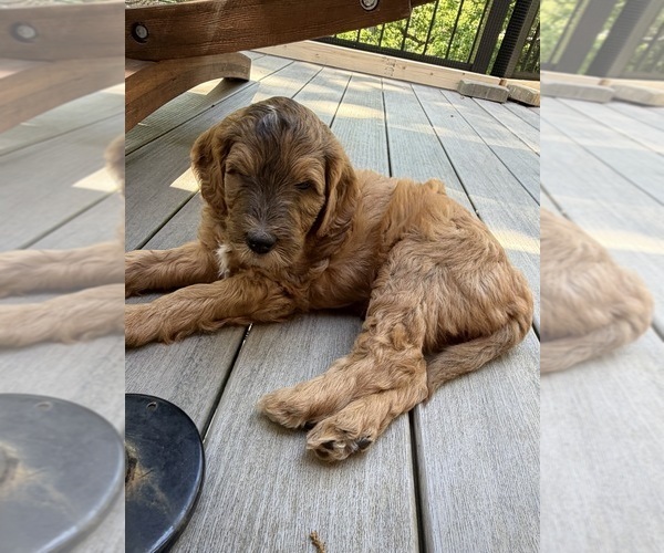 Medium Photo #2  Breeder Profile in CORVALLIS, OR, USA