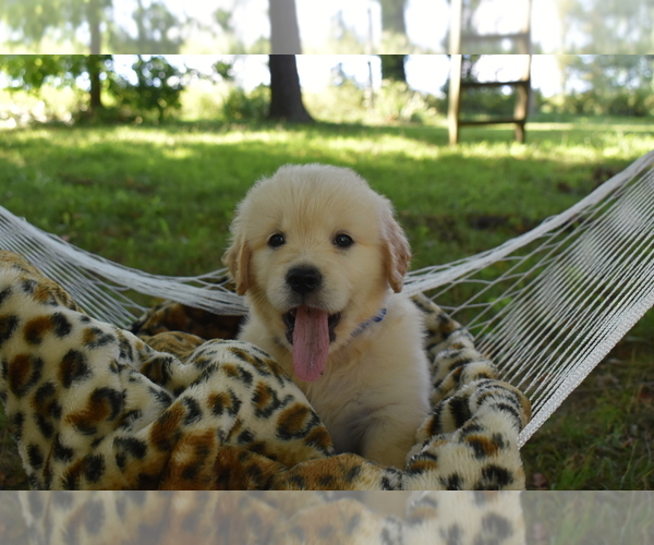 Medium Photo #1  Breeder Profile in NEWCOMERSTOWN, OH, USA