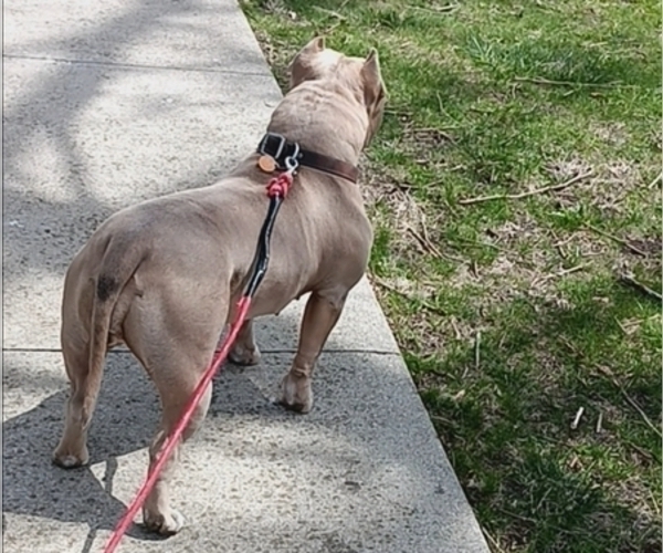 Medium Photo #6  Breeder Profile in HARMON, IL, USA