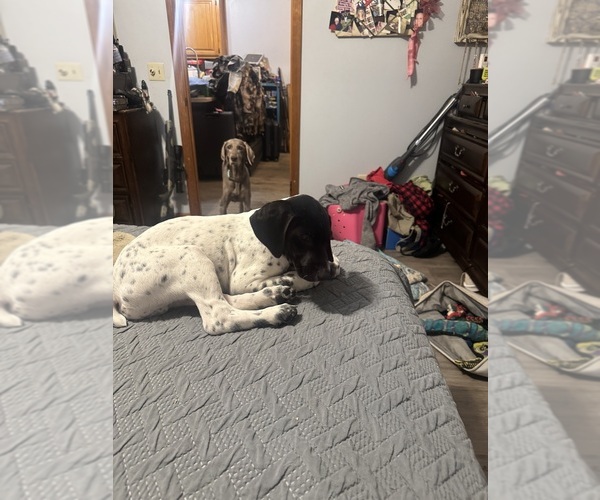 Medium Photo #2  Breeder Profile in CEDARBLUFF, MS, USA