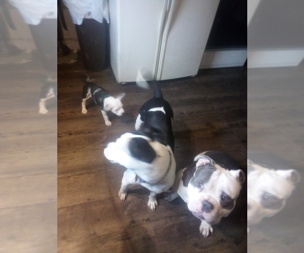 Medium Photo #1  Breeder Profile in AUGUSTA, ME, USA