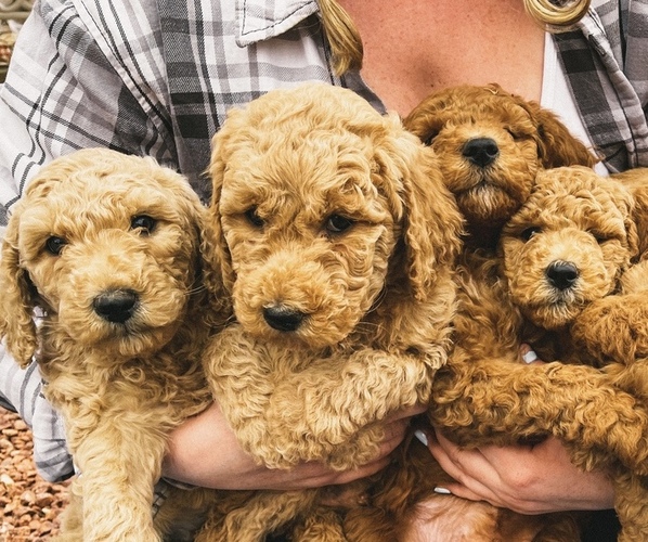 Medium Photo #1  Breeder Profile in LAS VEGAS, NV, USA
