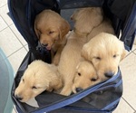 Small breeder photo