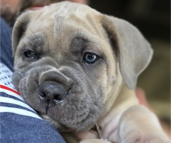 Medium Photo #3  Breeder Profile in BANGS, TX, USA