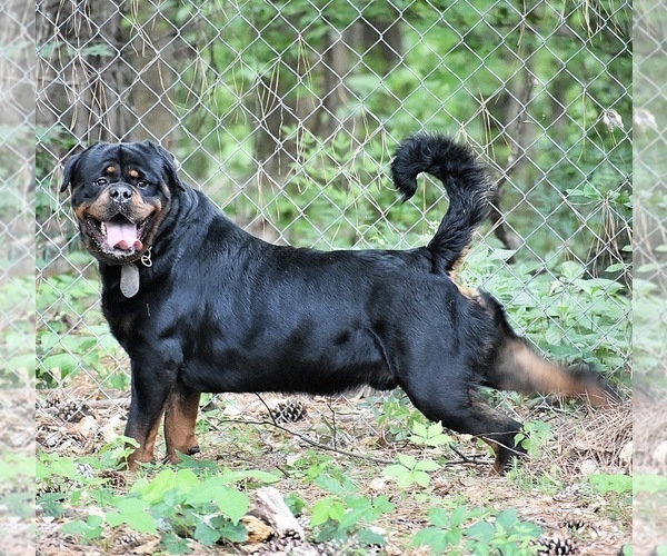 Medium Photo #1  Breeder Profile in DOUGLASVILLE, GA, USA