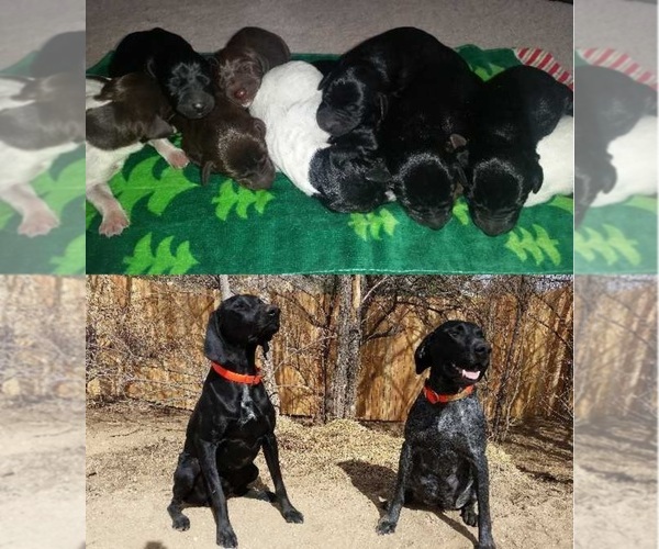 Medium Photo #1  Breeder Profile in COLORADO SPRINGS, CO, USA