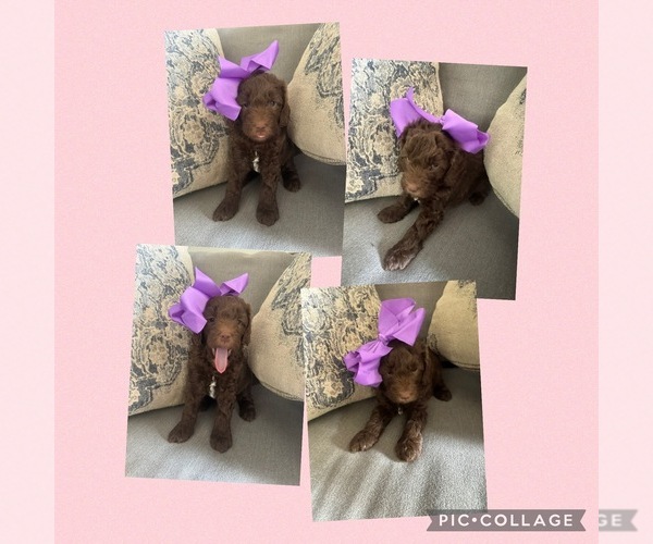 Medium Photo #5  Breeder Profile in CHARLOTTE, NC, USA