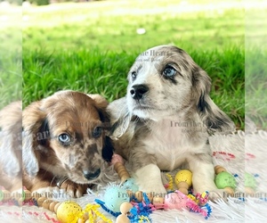 Golden Retriever Dog Breeder near ANTHONY, FL, USA