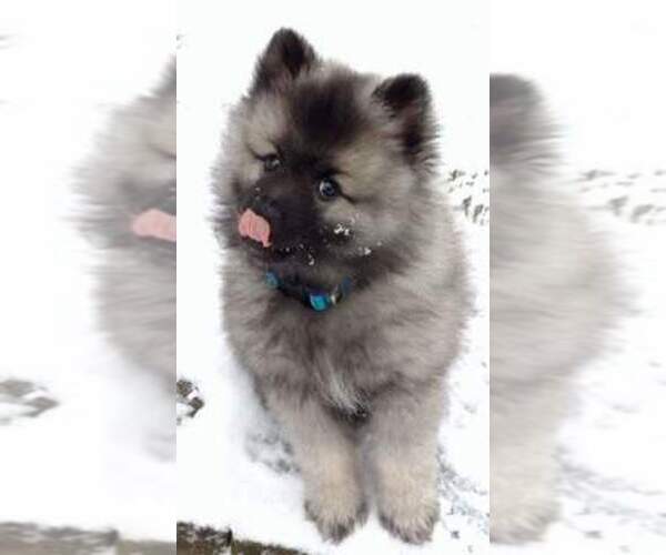 Medium Photo #1  Breeder Profile in FRANKLIN, NH, USA